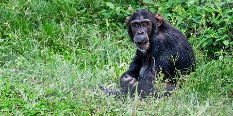 3-Day Murchison Falls Budget & Chimp Trekking Safari