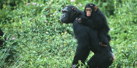 4-Day Luxury Fly in Gorilla & Chimp Trekking Expedtion