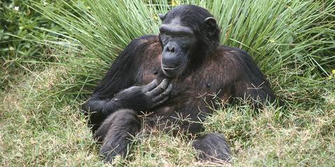 18-Day Luxury Expedition to Kenya, Tanzania, and Uganda