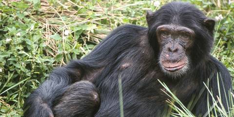 14-Day Combine Big 5 Wildlife and Gorilla Trekking Safari