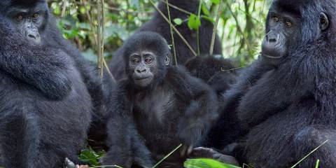 10-Day Uganda and Rwanda Double Gorilla Trekking Safari