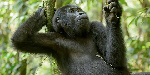 3-Day Budget Friendly Gorilla Trekking Tour