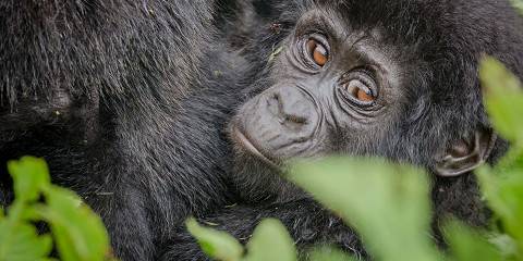 12-Day Ultimate Uganda Safari