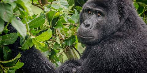 10-Day Uganda Big 5, Gorillas, Chimps & Wildlife Tour