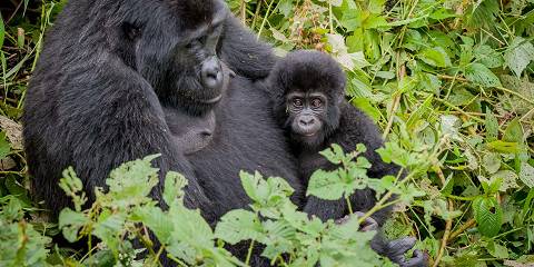 14-Day Best of Uganda Primates and Safari Adventure