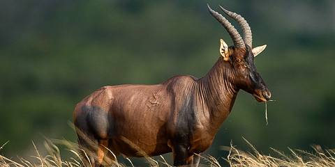 10-Day Uganda & Tanzania Wildlife and Primate Safari