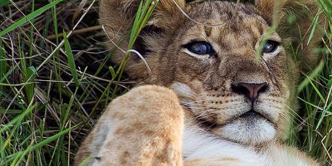 Uganda's Ultimate Primate and Wildlife Adventure