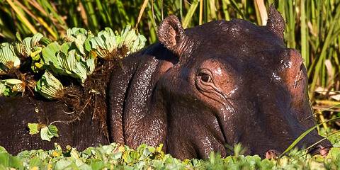 Rwanda Uganda Wildlife & Gorilla Safari Experience