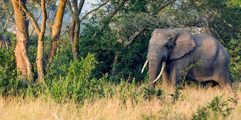 3-Day Queen Elizabeth NP and Kalinzu Forest Tour