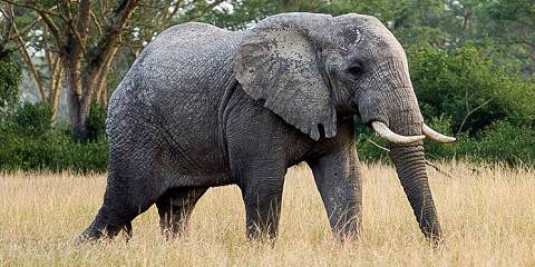 7-Day Vacation and Safari in Uganda Africa