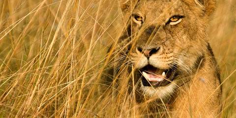 12-Day Uganda Gorilla, Chimpanzee, and Wildlife Safari