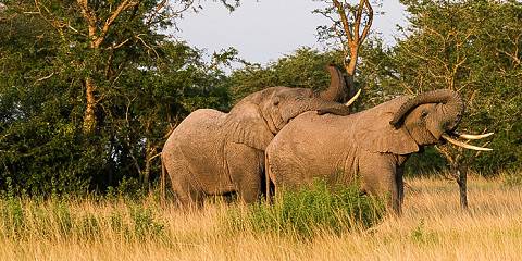 6-Day Queen Elizabeth & Bwindi NP Chimpanzee & Wildlife