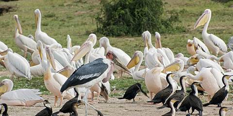 3-Day Queen Elizabeth National Park and Chimp Trekking