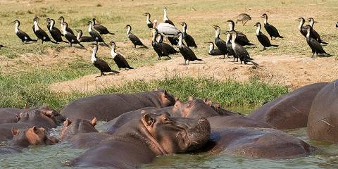 8-Day Gorillas, Chimps Treks & Big Five Wildlife Safar