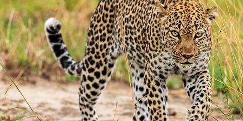3-Day Uganda Queen Elizabeth Safari & Chimp Trekking