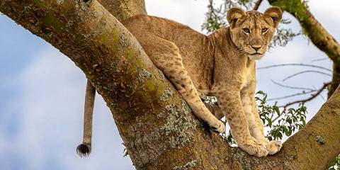14-Day Primates and Wildlife Safari