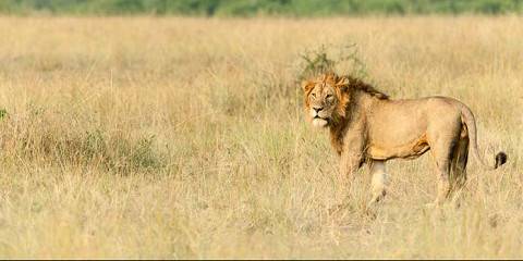 3-Day Magic Adventure Murchison Falls Safari