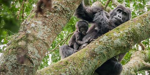 Volcanoes, Bwindi, Bunyonyi, Queen and Kibale Tour
