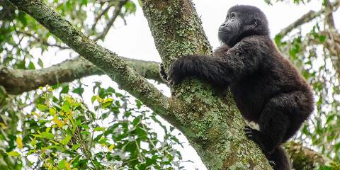 3-Day Fly Gorilla Trekking Hoilday