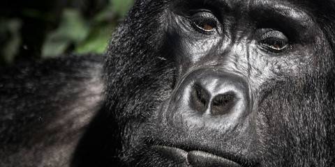 5-Day Budget Group Gorilla and Wildlife Safari