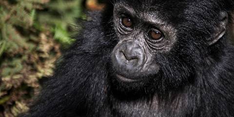 6-Day Primates Safari