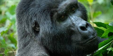 3-Day Bwindi Gorillas & Bunyonyi Escape