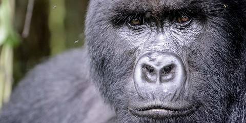 3-Day Bwindi Gorilla Trekking Tour Uganda