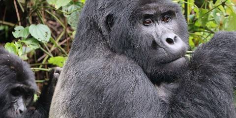 3-Day Uganda Gorilla & Golden Monkey Tracking