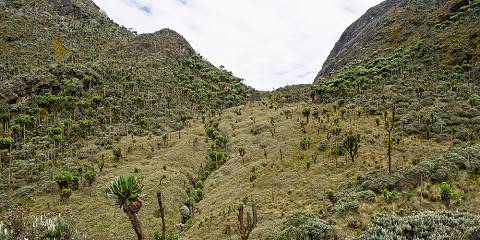 Margherita Peak Trek & Gorilla Trekking Adventure