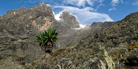12-Day Rwenzori Mountains & Gorilla Trekking Adventure