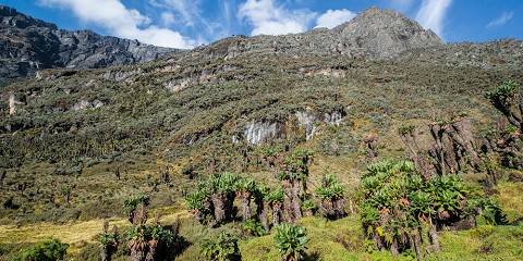 Mountain Rwenzori Trekking Safari