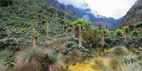 Rwenzori Trekking & Uganda Wildlife Experience