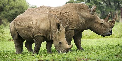 2-Day Uganda Rhino Tracking Trip, Ziwa Rhino Sanctuary
