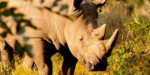 3-Day Explore the Beauty of Murchison Fall National Park