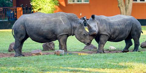 3-Day Mid-Range Murchison Falls & Rhino Tracking Safari