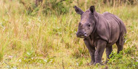 3-Day Murchison Falls NP & Ziwa Rhino Ranch
