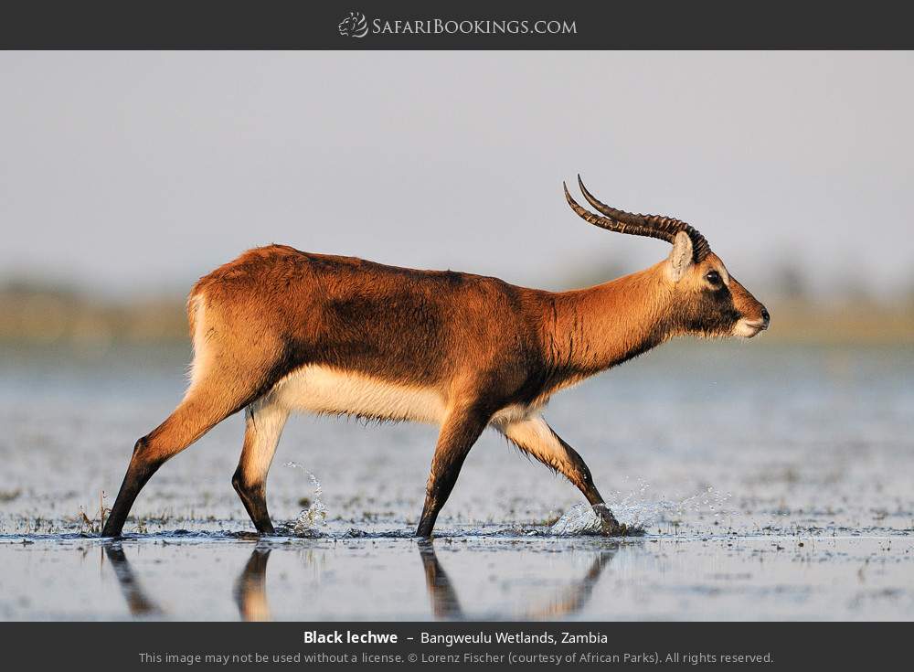 Black lechwe in Bangweulu Wetlands, Zambia