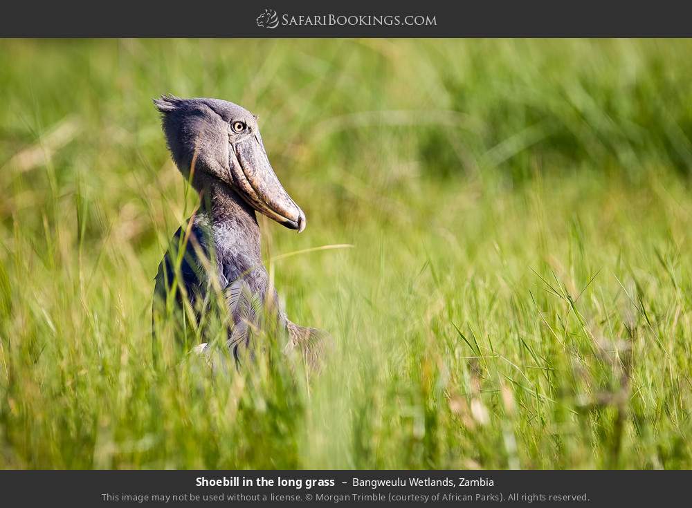 Shoebill in the long grass in Bangweulu Wetlands, Zambia