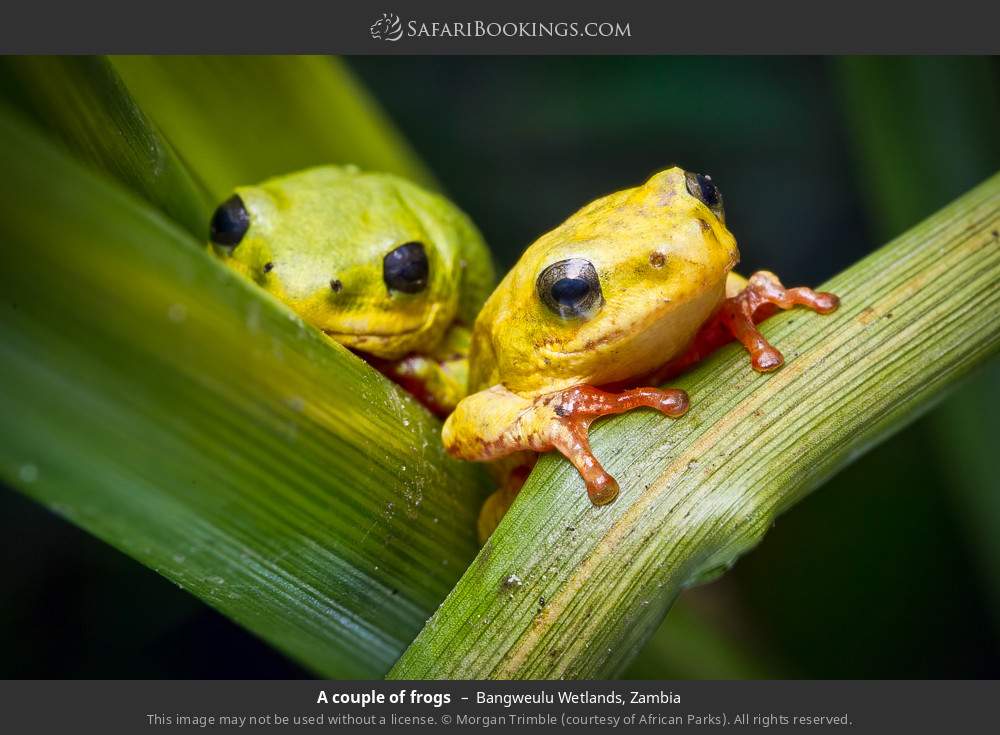 Frogs in Bangweulu Wetlands, Zambia
