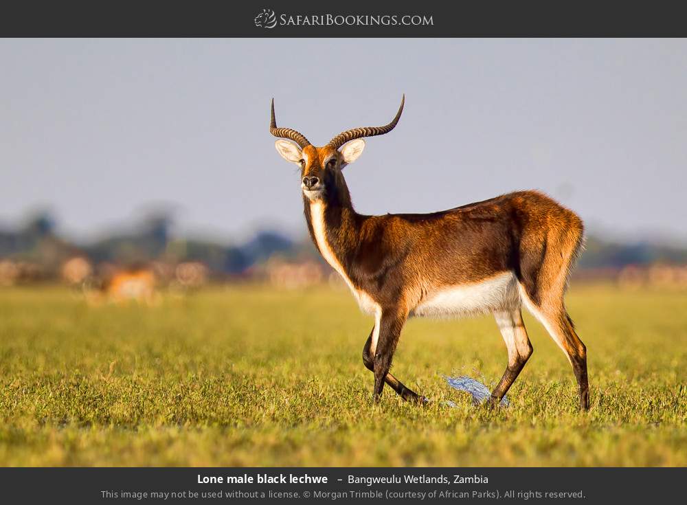 Lone male black lechwe  in Bangweulu Wetlands, Zambia