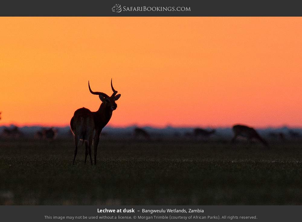 Lechwe at dusk in Bangweulu Wetlands, Zambia
