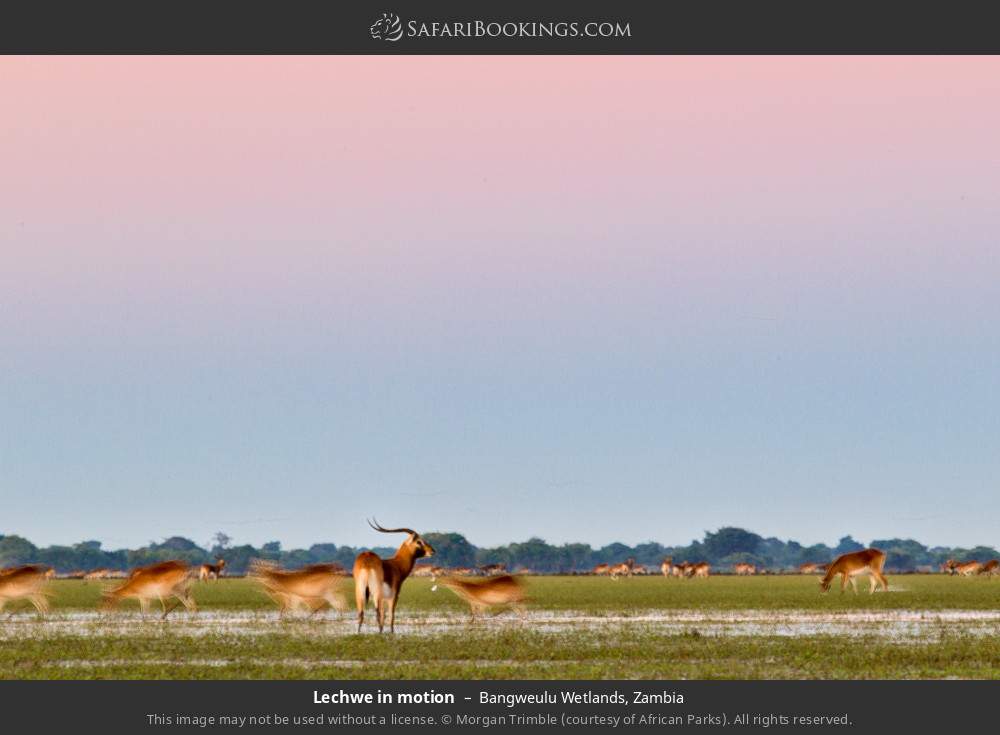 Lechwes in motion in Bangweulu Wetlands, Zambia