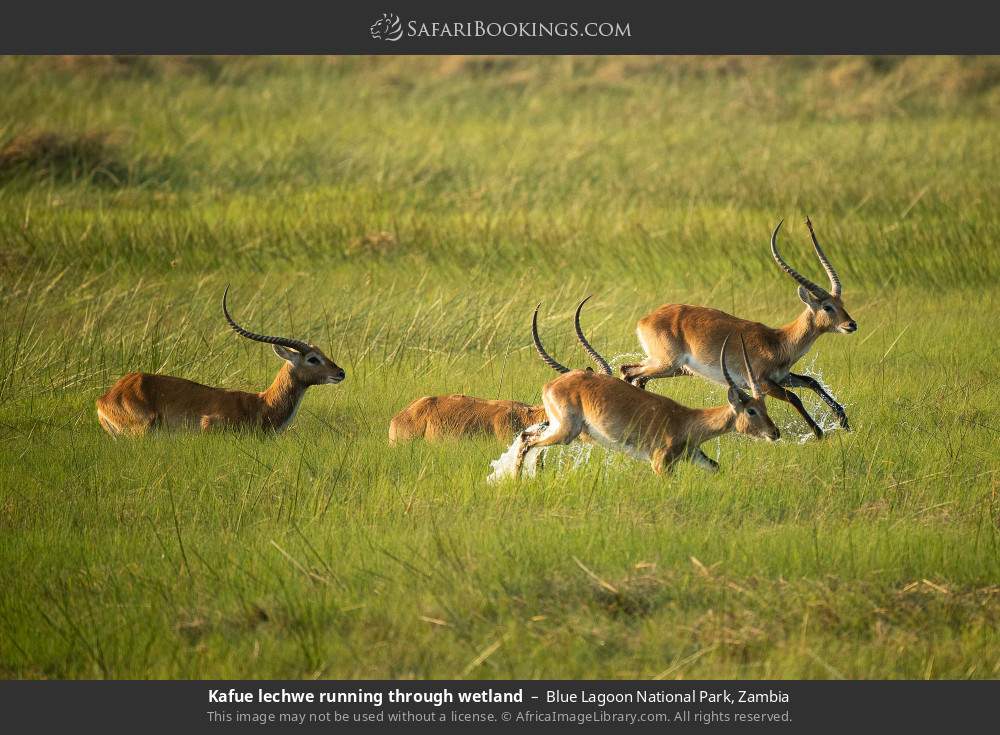 Kafue lechwes running through wetlands in Blue Lagoon National Park, Zambia