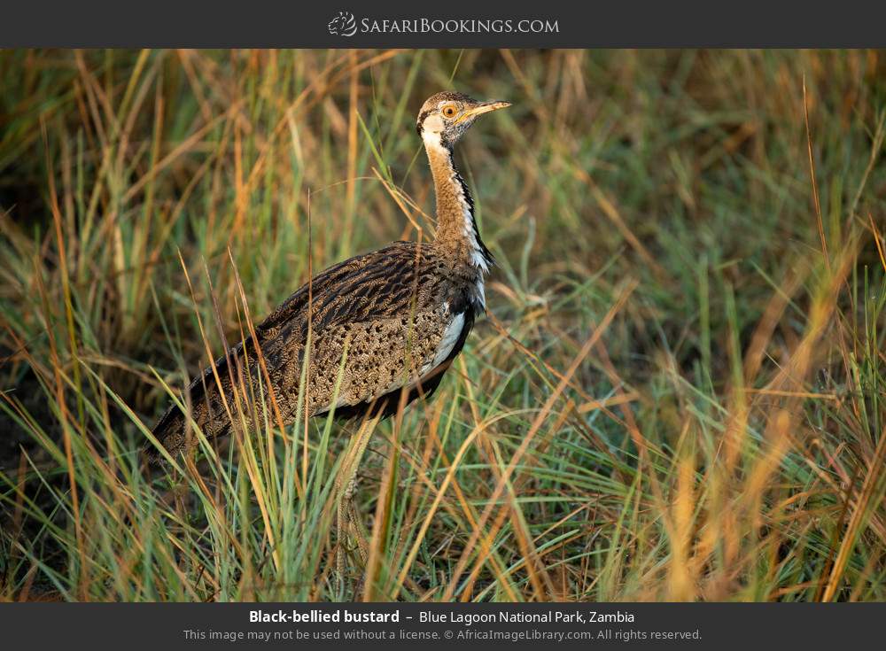 Black-bellied bustard in Blue Lagoon National Park, Zambia