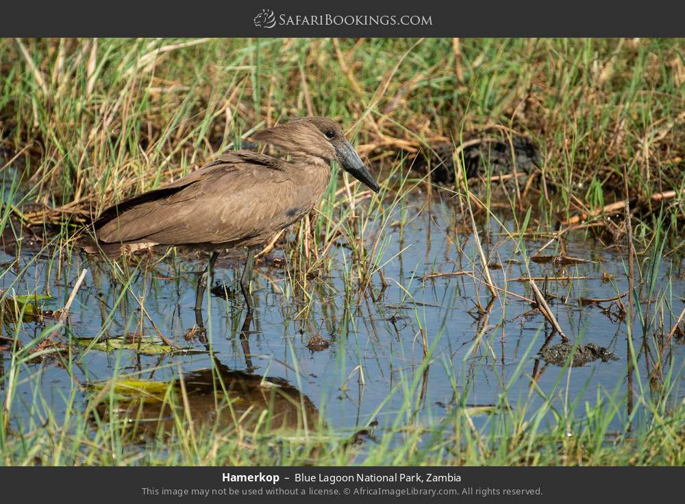 Hamerkop in Blue Lagoon National Park, Zambia