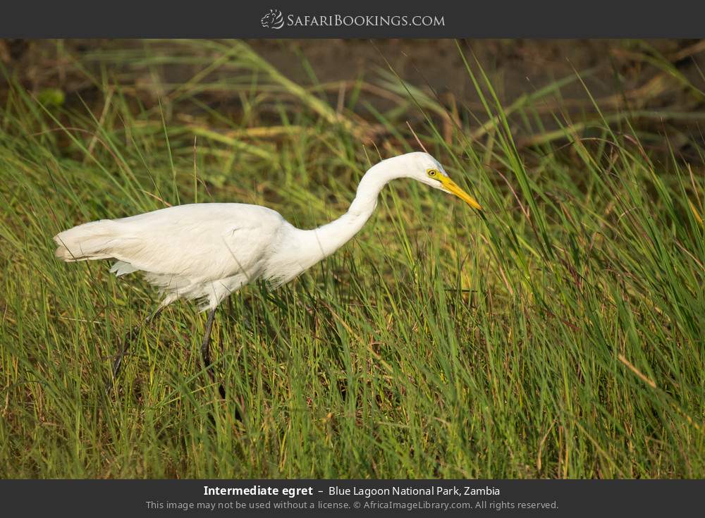 Intermediate egret in Blue Lagoon National Park, Zambia