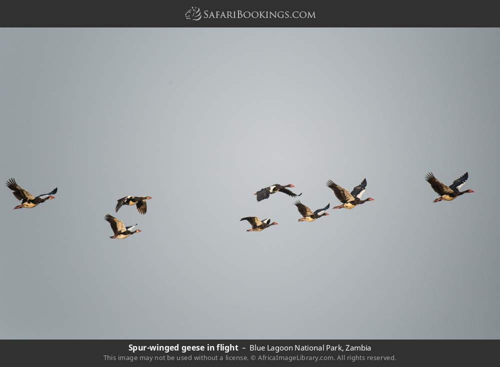 Spur-winged geese in flight in Blue Lagoon National Park, Zambia