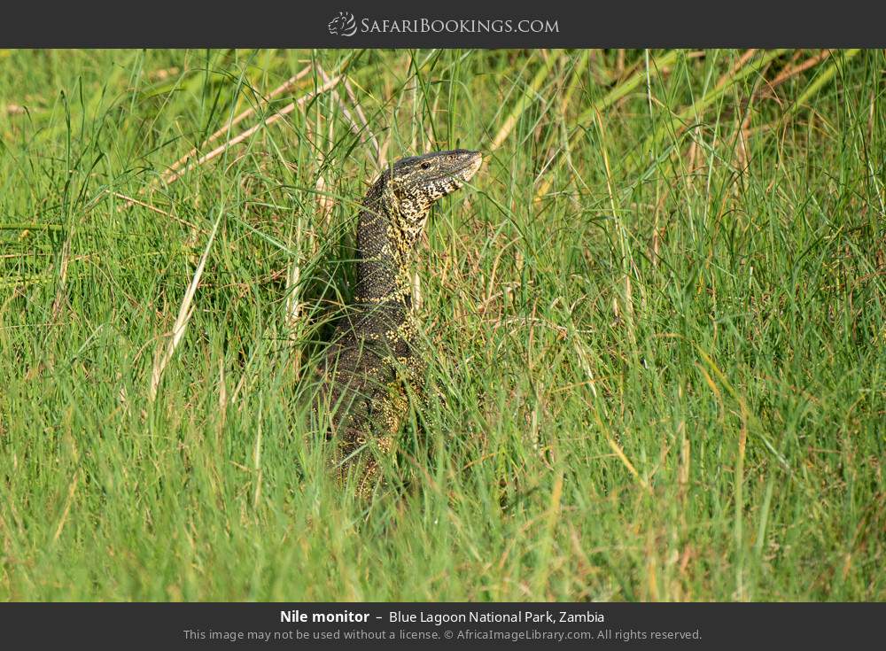 Nile monitor in Blue Lagoon National Park, Zambia