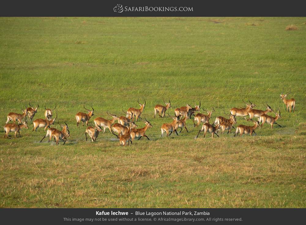 Kafue lechwes in Blue Lagoon National Park, Zambia