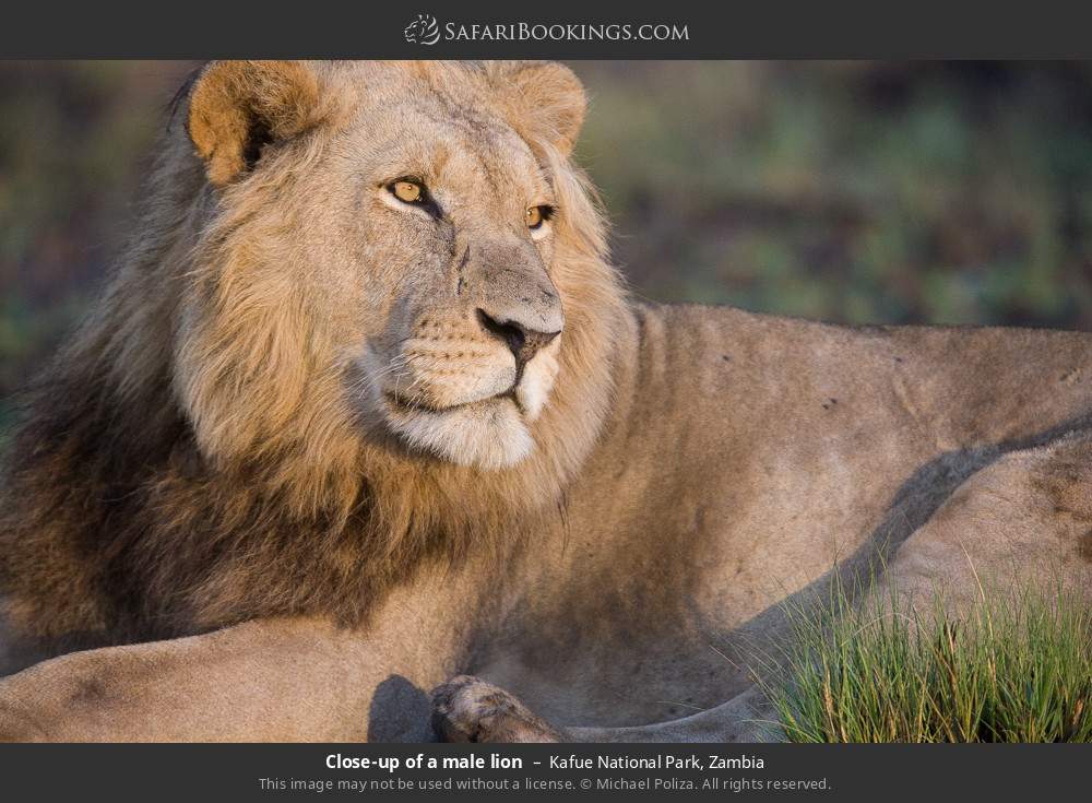 Close-up of a male lion in Kafue National Park, Zambia